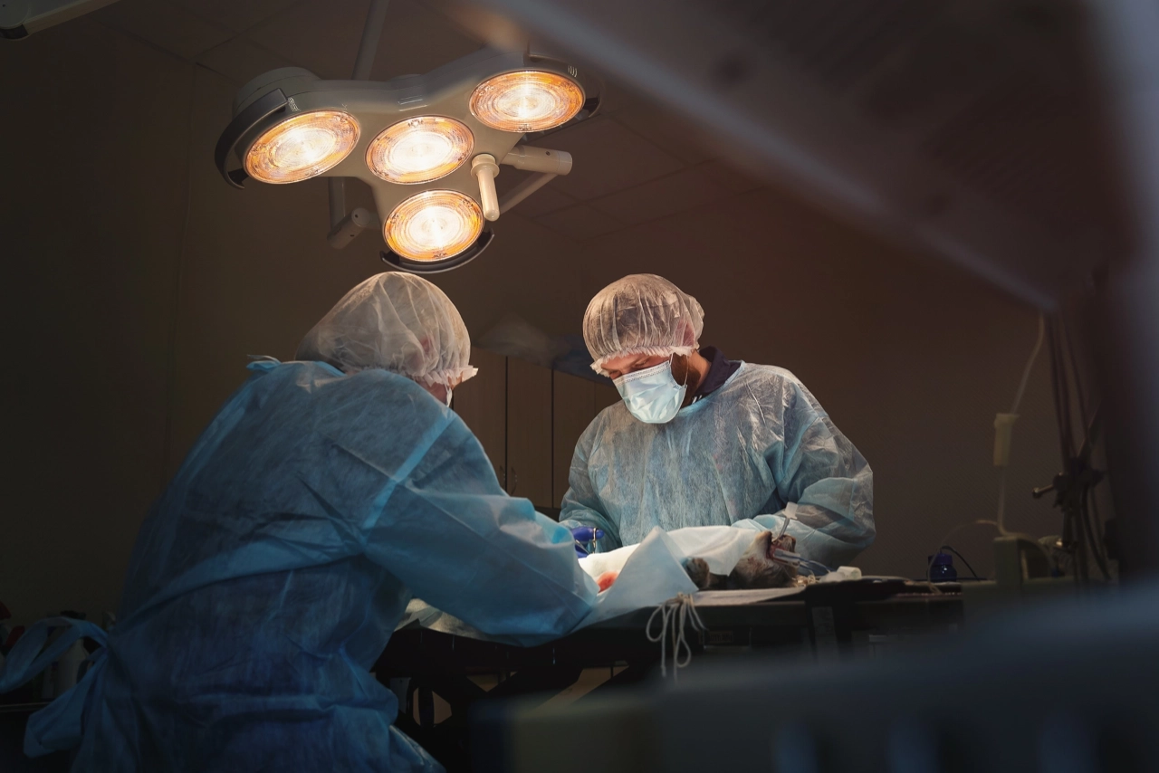 фотограф для животных