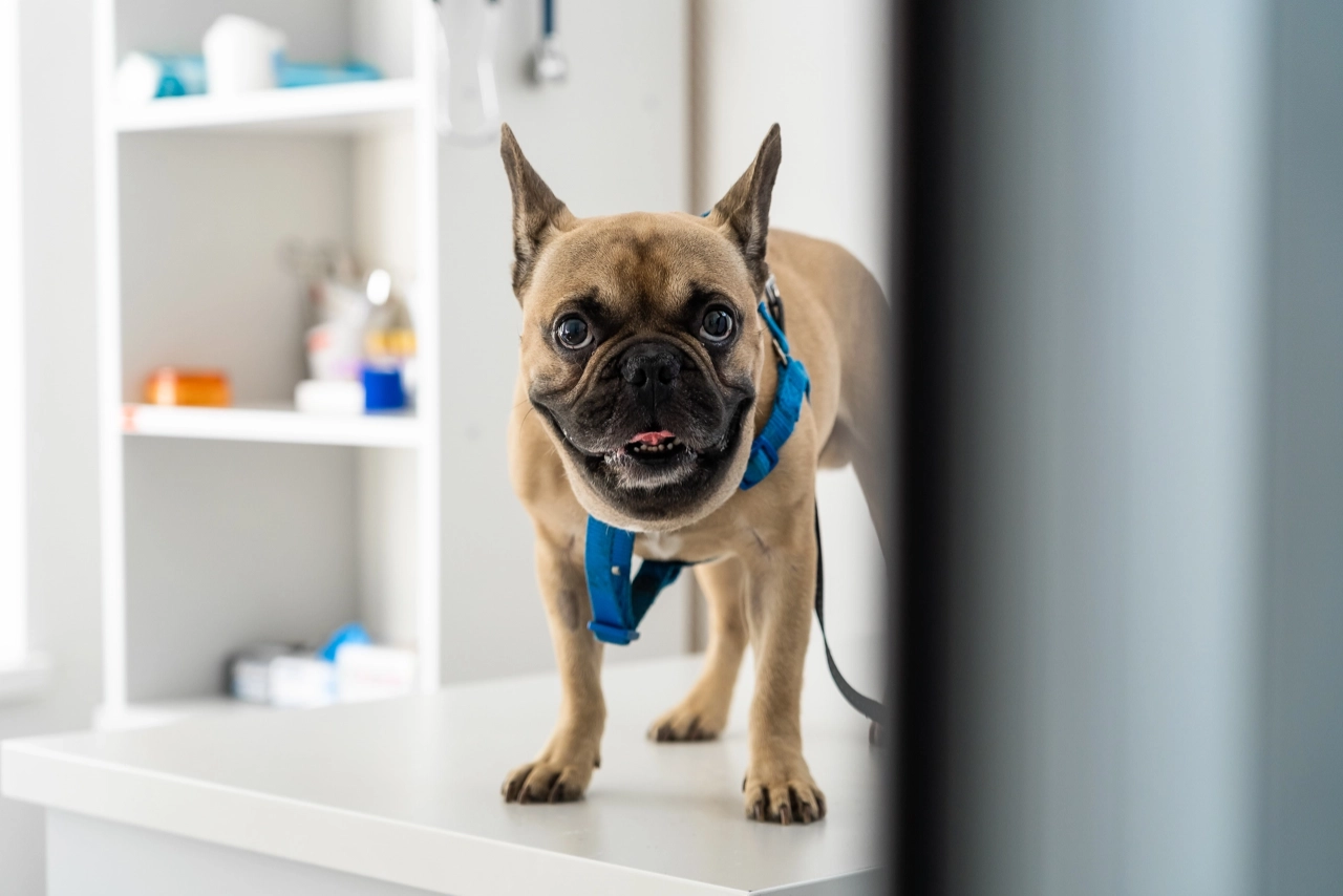 фотограф для животных