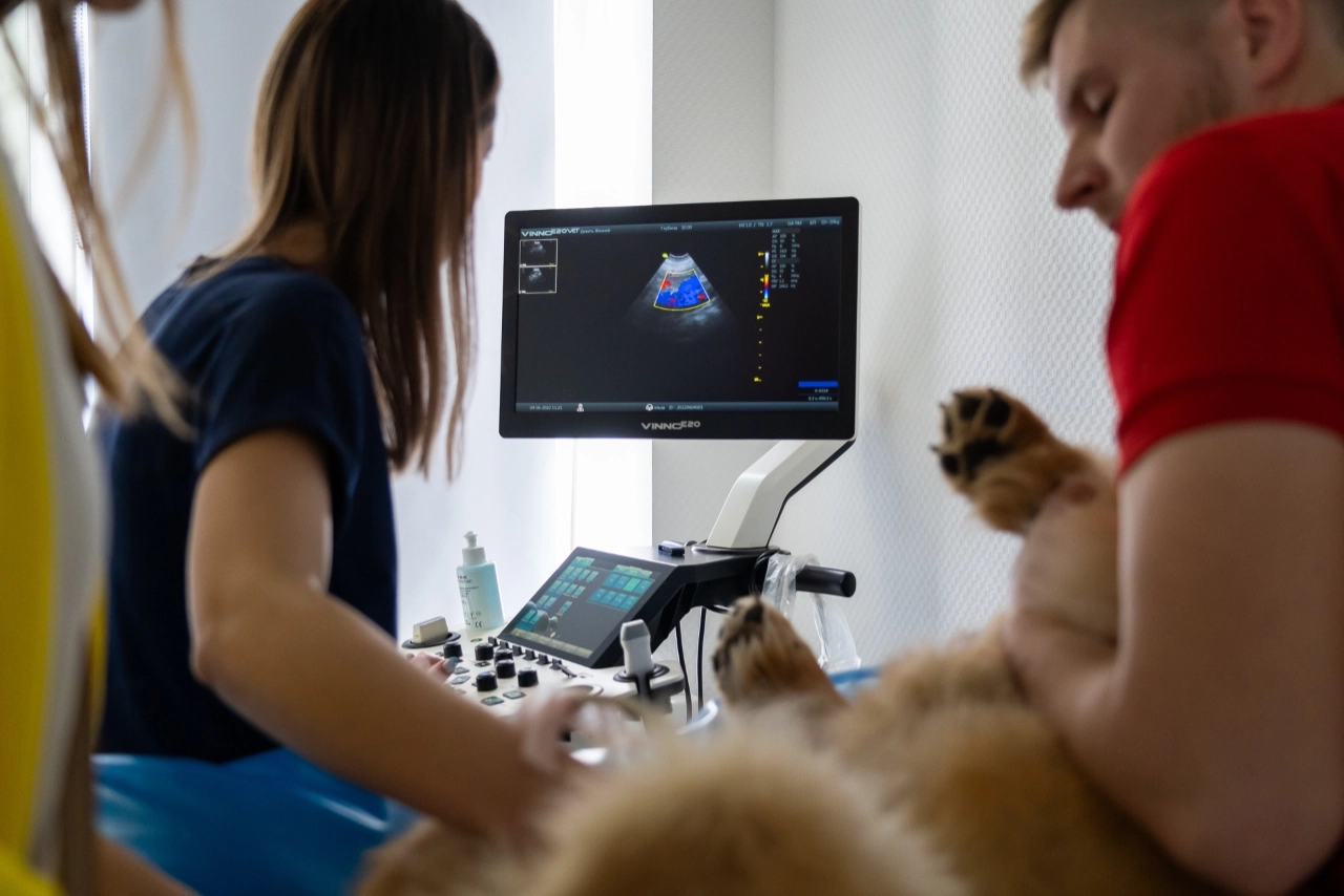 фотограф для животных