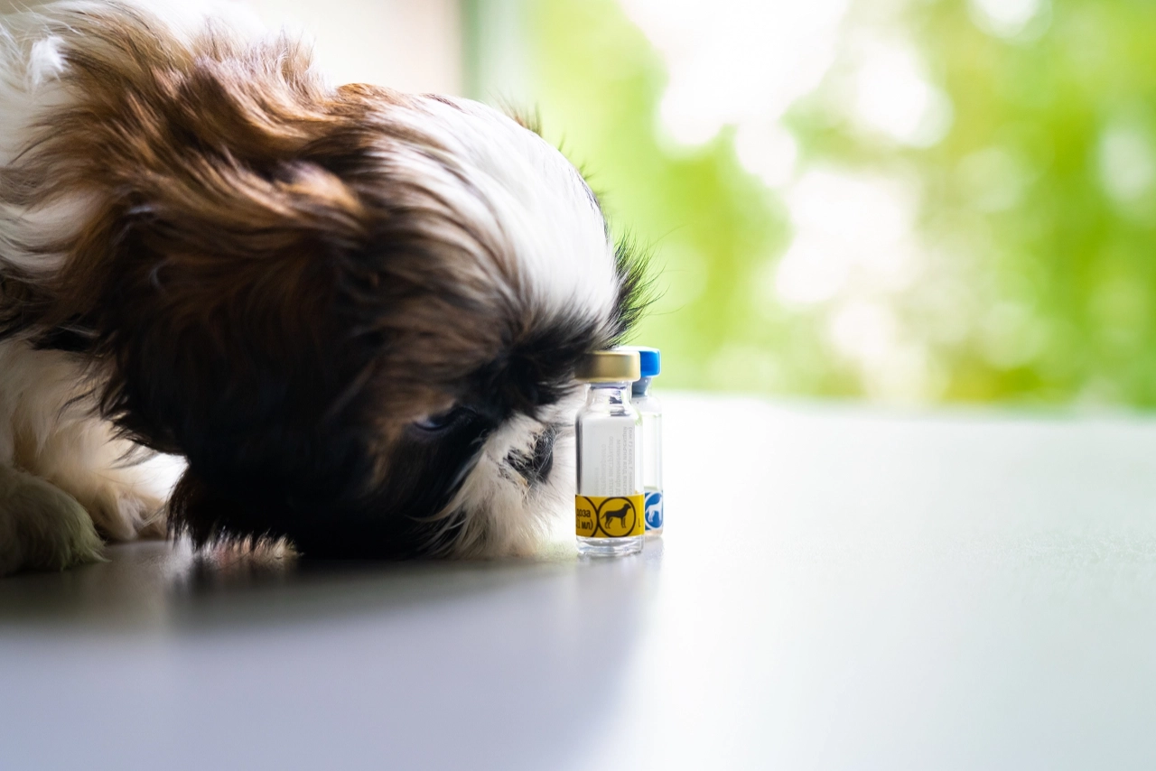 фотограф для животных