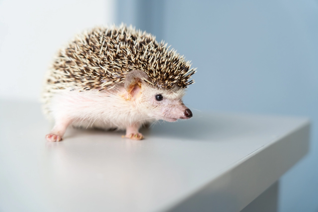 фотограф для животных