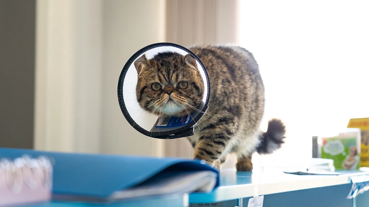 цистит у кота