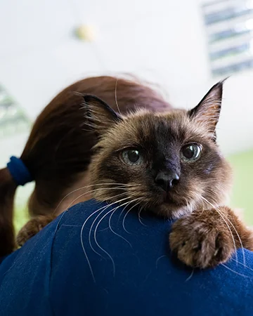 Полное обследование кота в ветклинике «9 Жизней» Минск
