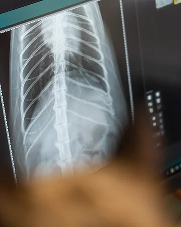 Полное обследование кошки в ветклинике «9 Жизней» Минск