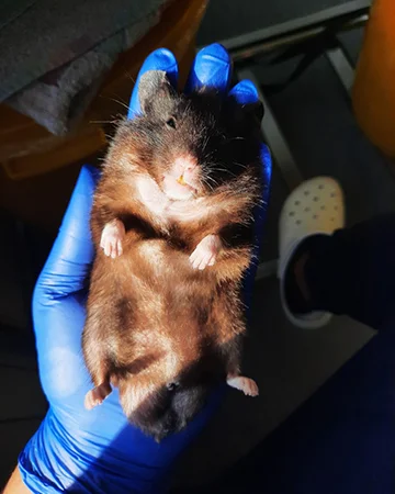 Ветеринар для хомячков в ветклинике «9 Жизней» Минск