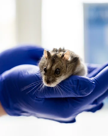 Ветеринар для хомячков в ветклинике «9 Жизней» Минск