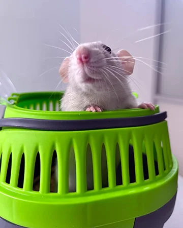 Ветеринар для крыс в ветклинике «9 Жизней» Минск