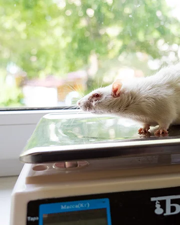 Ветеринар для крыс в ветклинике «9 Жизней» Минск