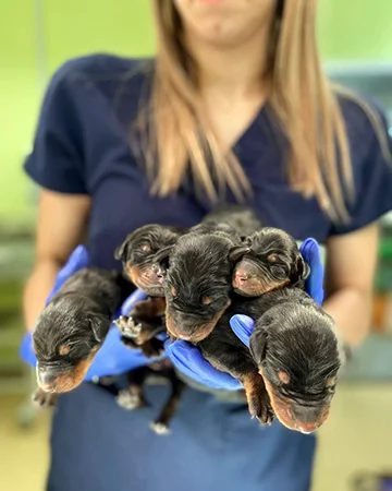 Купирование в ветклинике «9 Жизней» Минск