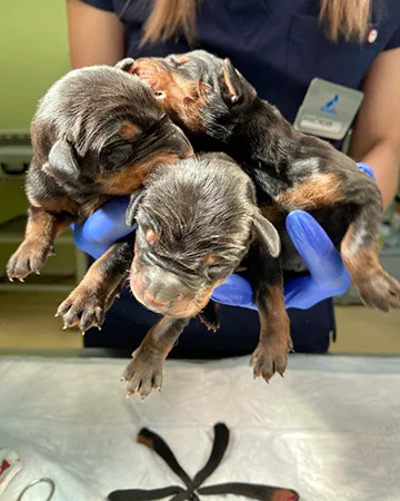 Купирование в ветклинике «9 Жизней» Минск