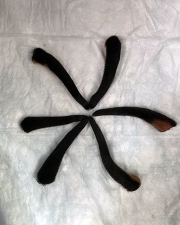 Купирование в ветклинике «9 Жизней» Минск