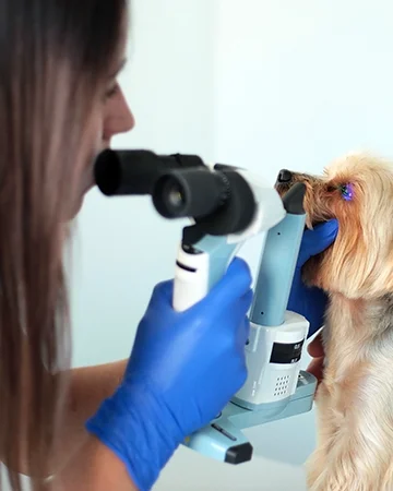 Офтальмолог в ветклинике «9 Жизней» Минск