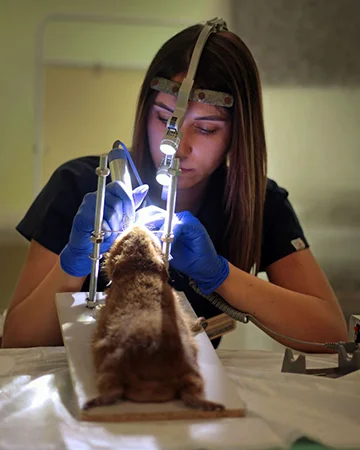 Офтальмолог в ветклинике «9 Жизней» Минск