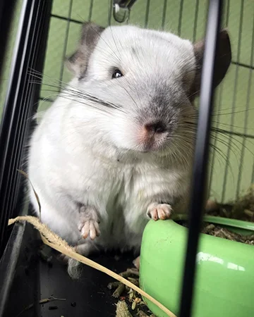 Ветеринар для шиншилл в ветклинике «9 Жизней» Минск