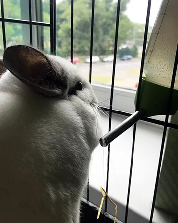 Ветеринар для шиншилл в ветклинике «9 Жизней» Минск