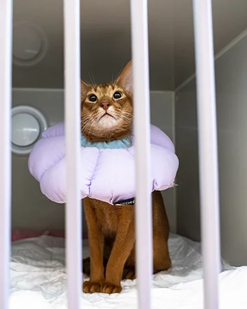 Стационар для животных в ветклинике «9 Жизней» Минск