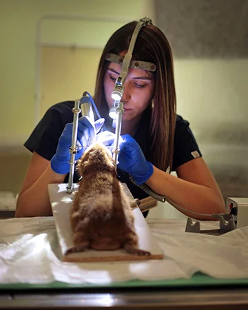 Ветеринар для морских свинок в ветклинике «9 Жизней» Минск