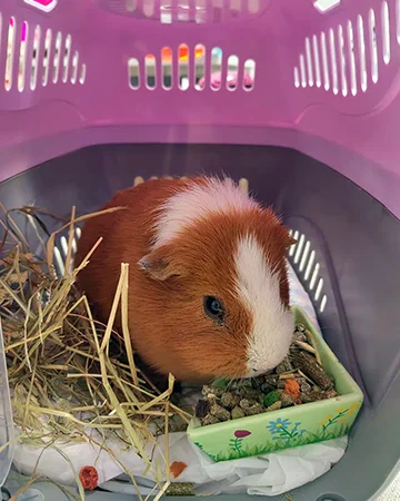 Ветеринар для морских свинок в ветклинике «9 Жизней» Минск