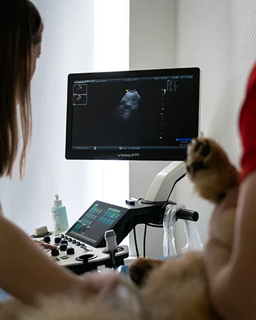 УЗИ и ренген в ветклинике «9 Жизней» Минск