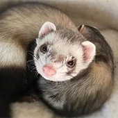 Глистогонка хорька перед прививкой