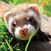 Первая прививка хорька