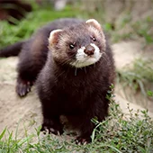 Вторая прививка хорька