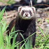 Ежегодная вакцинация хорька