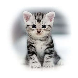 Вакцинация кошек