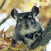 Сколько живут шиншиллы