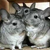 Уход и содержание шиншилл