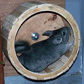 Клетка для шиншиллы