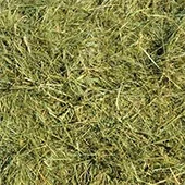 Чем кормить шиншилл