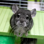 Песочные ванны для шиншиллы