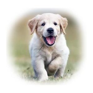 Вакцинация собак