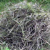 Чем кормить морских свинок