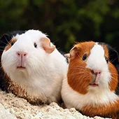 Уход и содержание морских свинок
