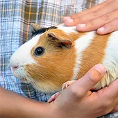 Падения опасны для морских свинок