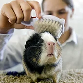 Морских свинок нужно вычёсывать