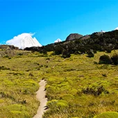 Родина морских свинок