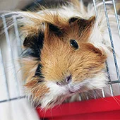 Клетка для морской свинки