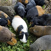 Происхождение морских свинок