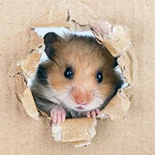 Хомяки - одиночные животные