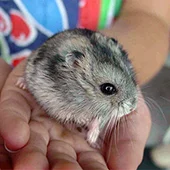 Хомяки одомашнены 50 лет назад