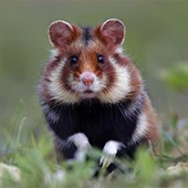 Хомяки - сумеречные животные