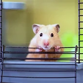 Хомяки не чувствуют высоты