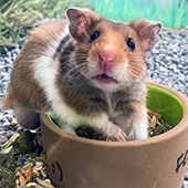 Чем кормить хомяка