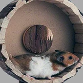 Хомякам нужно бегать