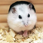 Домик для хомяка