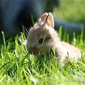 Глистогонка кролика перед прививкой