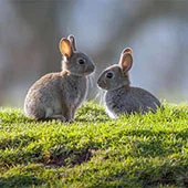 Декоративные кролики